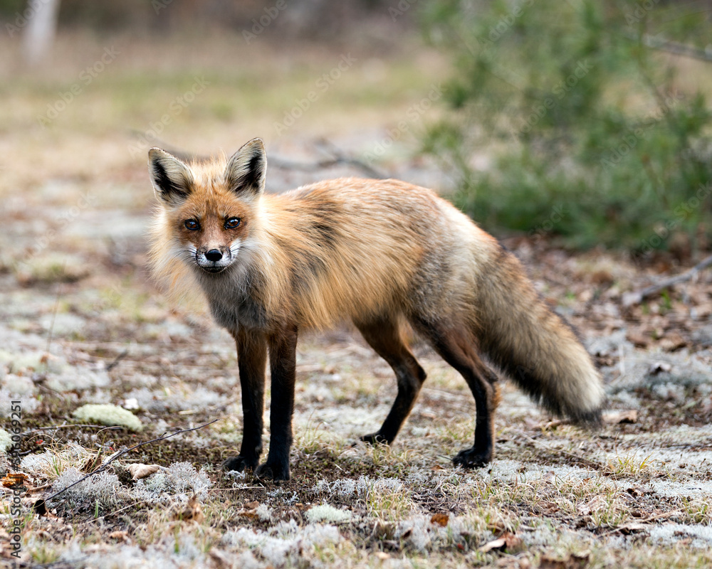 Red Fox Photo Stock. Fox Image. Close-up profile view side view in the spring season with blur white moss and confierous branches background and its environment and habitat. Picture. Portrait. Red Fox Photo Stock. Fox Image. Close-up profile view side view in the spring season with blur white moss and confierous branches background and its environment and habitat. Picture. Portrait.