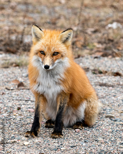 Red Fox Photo Stock. Fox Image. Close-up sitting and looking at camera in the spring season with blur background in its environment and habitat. Picture. Portrait.