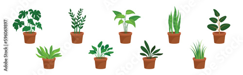 Flowers and Plants Growing in Ceramic Pots Vector Set