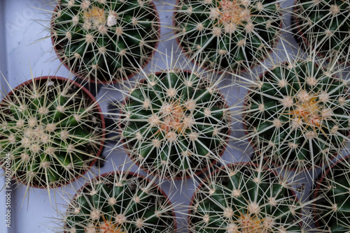Cactus topview