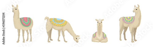 White Wooly Llama or Alpaca as Domesticated South American Camelid Vector Set