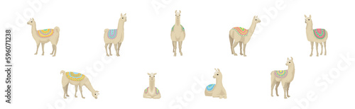 White Wooly Llama or Alpaca as Domesticated South American Camelid Vector Set