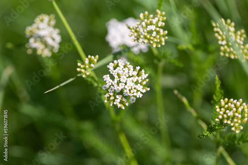 yarrow flowers in spring when the flowers are just opening