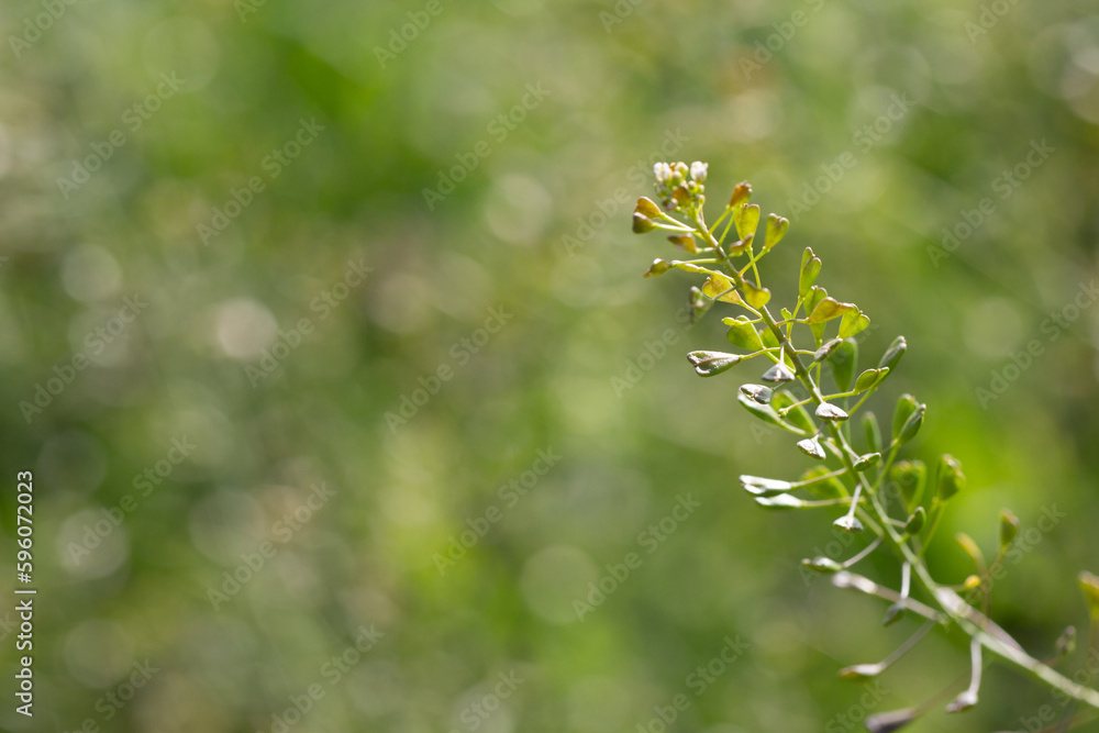 faded stalk of a field cress with heart shaped flower stalks after the petals have fallen off faded stalk of a field cress with heart shaped flower stalks after the petals have fallen off