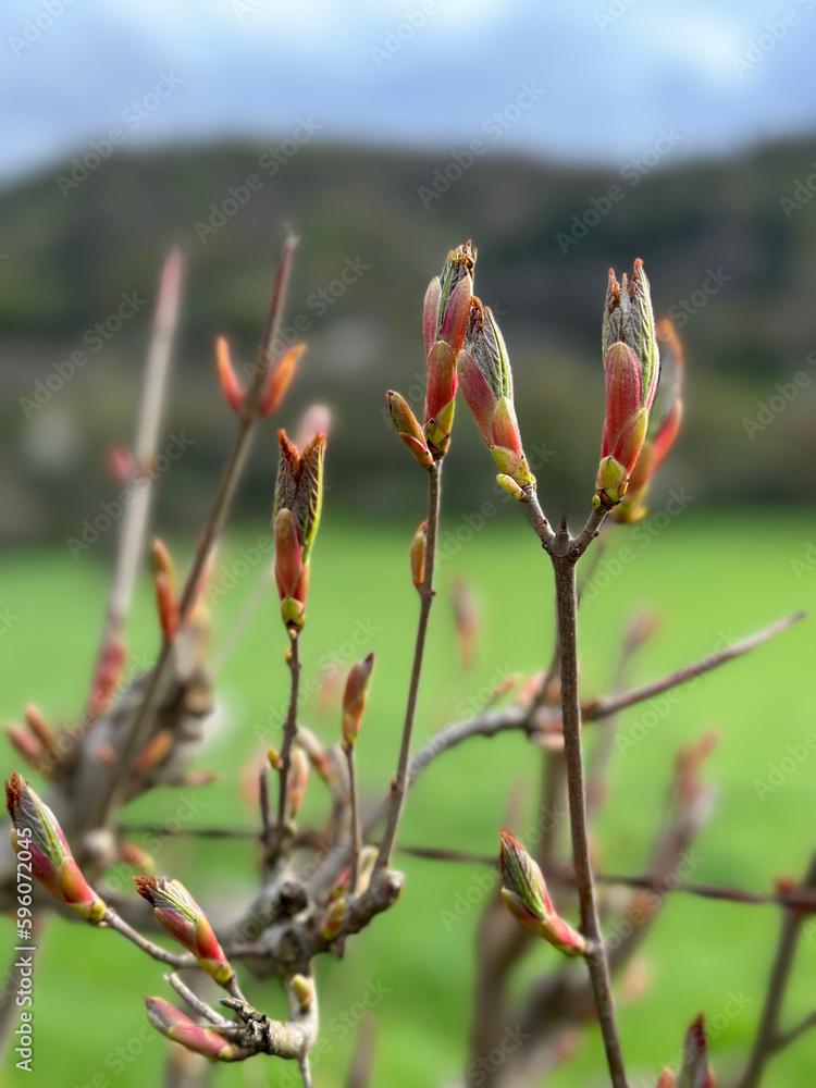 Bourgeons Bourgeons