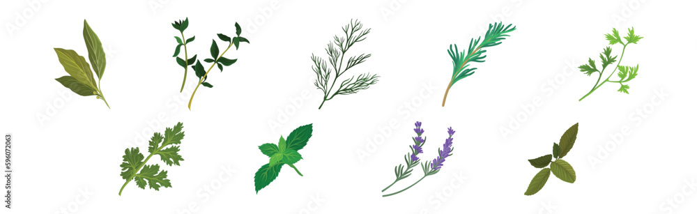 Naklejka premium Mint, Dill, Rosemary and Oregano Branch as Kitchen Potherbs Vector Set