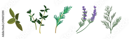 Mint, Dill, Rosemary and Oregano Branch as Kitchen Potherbs Vector Set