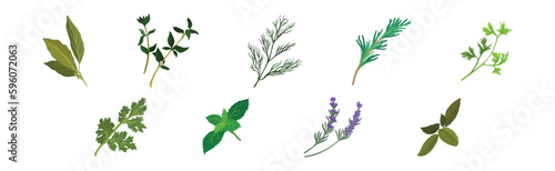 Mint, Dill, Rosemary and Oregano Branch as Kitchen Potherbs Vector Set