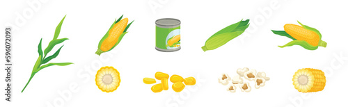 Maize or Corn as Cereal Grain with Yellow Kernels or Seeds Vector Set