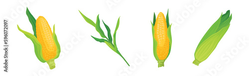 Maize or Corn as Cereal Grain with Yellow Kernels or Seeds Vector Set