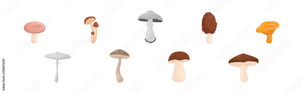 Forest Mushroom with Stem and Cap Isolated on White Background Vector Set