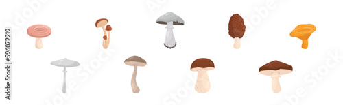 Forest Mushroom with Stem and Cap Isolated on White Background Vector Set