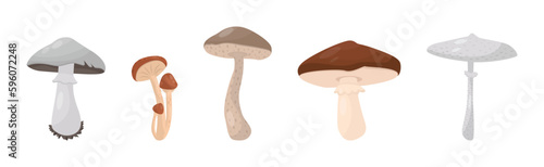 Forest Mushroom with Stem and Cap Isolated on White Background Vector Set