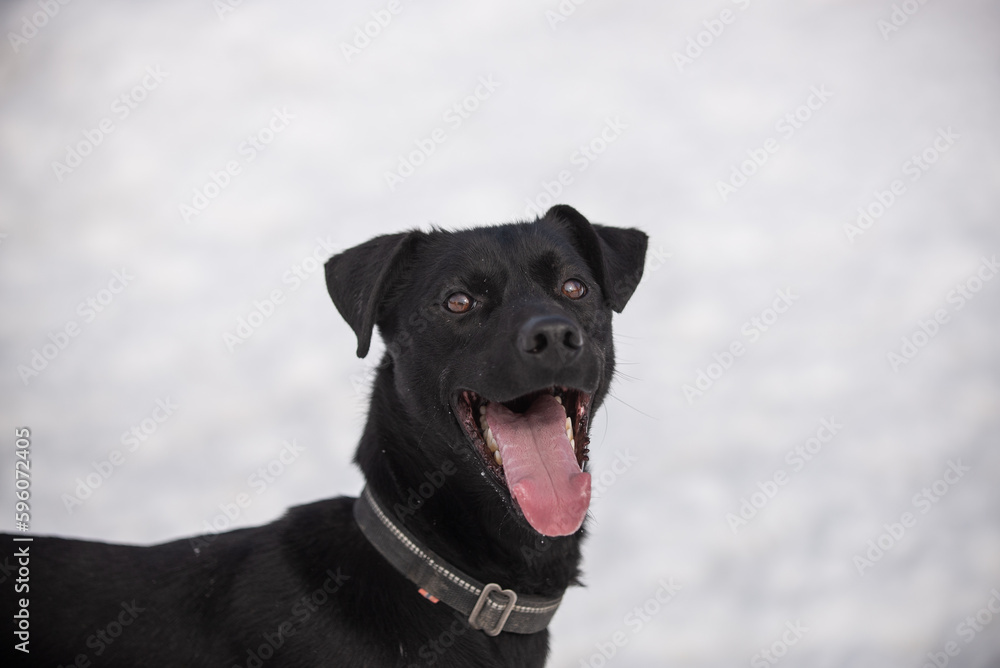 Portrait of dog