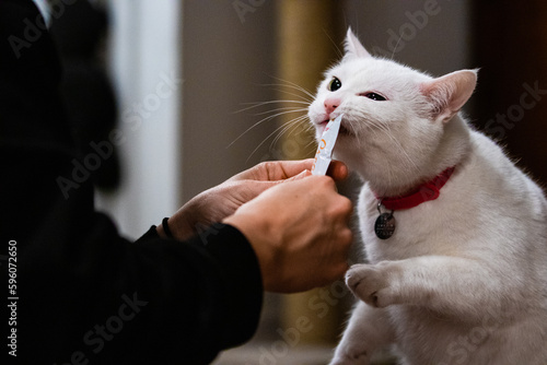 Fotografia Chat blanc qui mange une gâterie