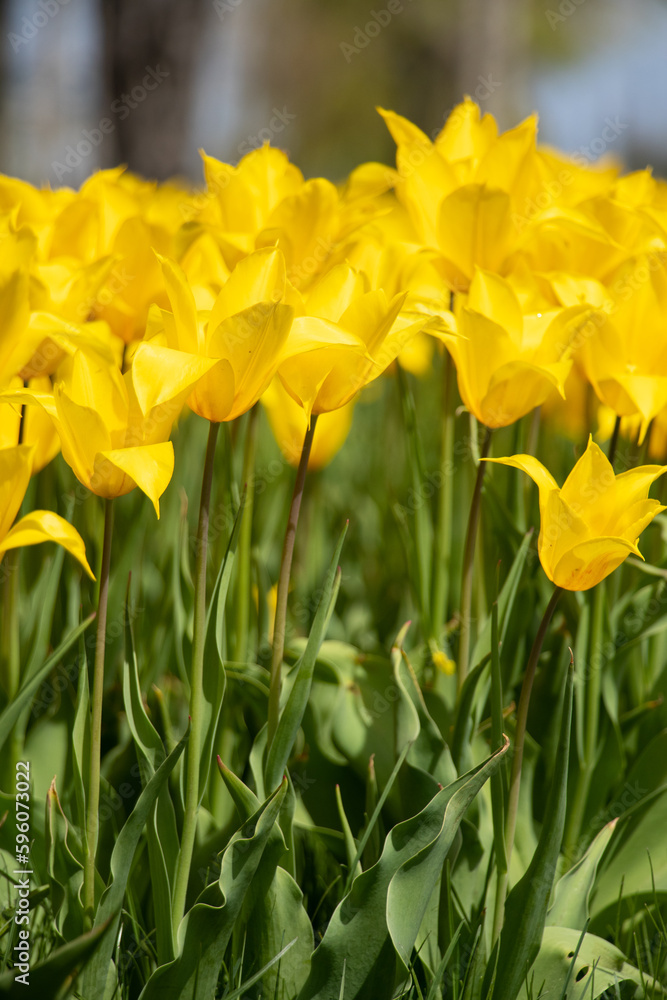 Fototapeta premium Yellow tulips in the city of Dnipro in Ukraine in the spring in the sun