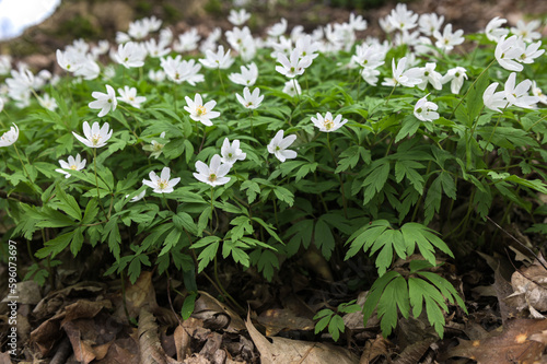 Spring wild flowers - wood anemone, windflower (Anemone nemorosa)