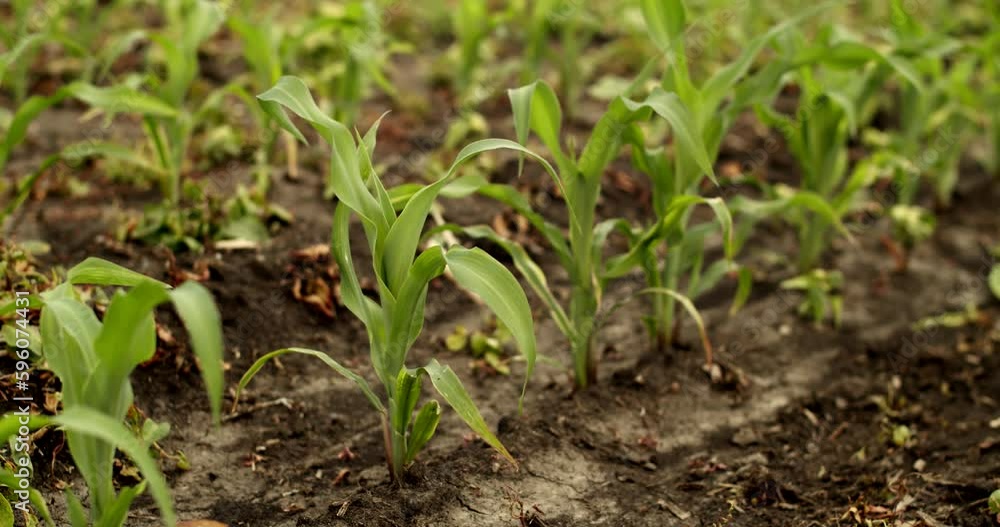 Maize plant, green young corn maize plants growing on agricultural field Maize plant, green young corn maize plants growing on agricultural field