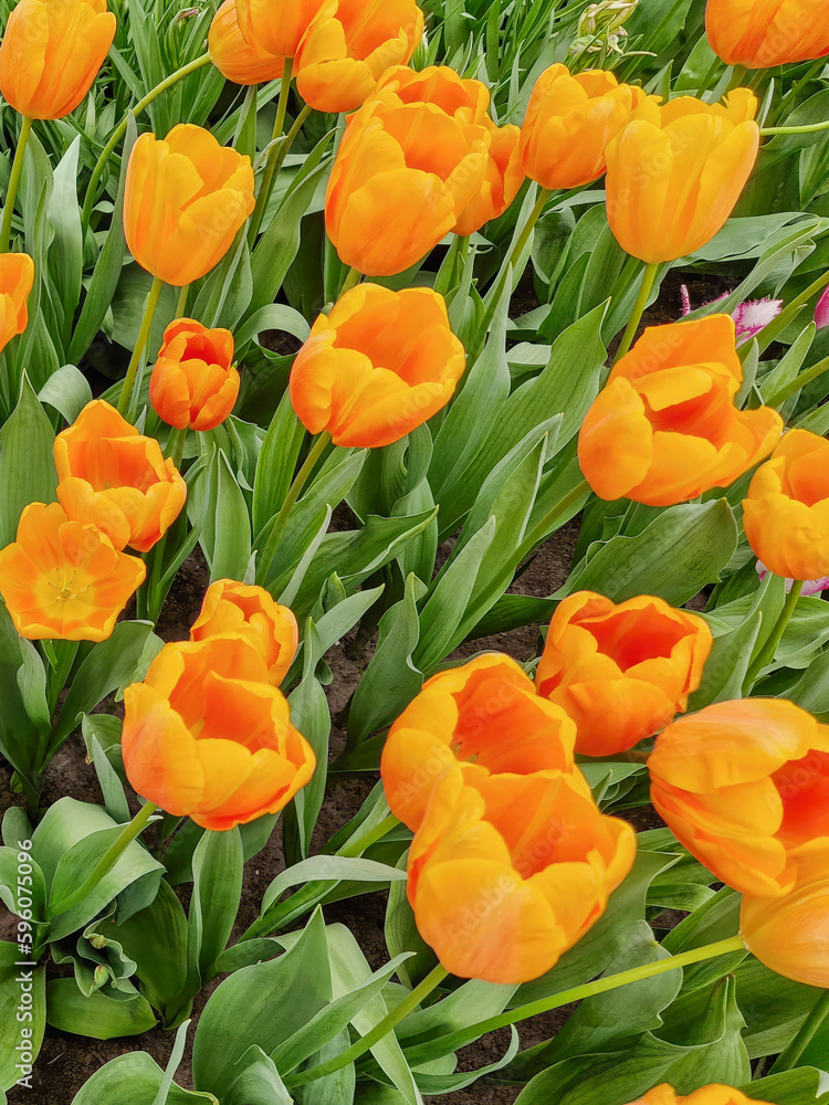 Beautiful and colorful blooming tulips flowers in the green garden Beautiful and colorful blooming tulips flowers in the green garden