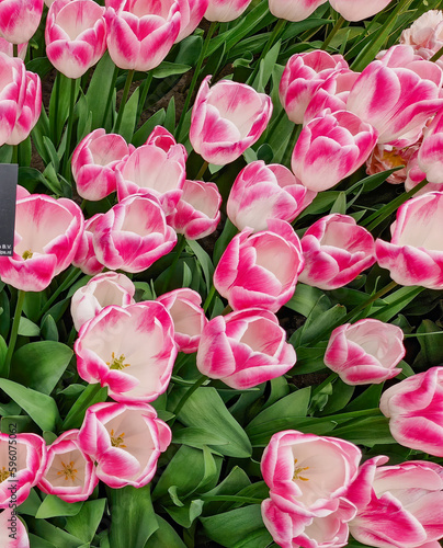 Beautiful and colorful blooming tulips flowers in the green garden