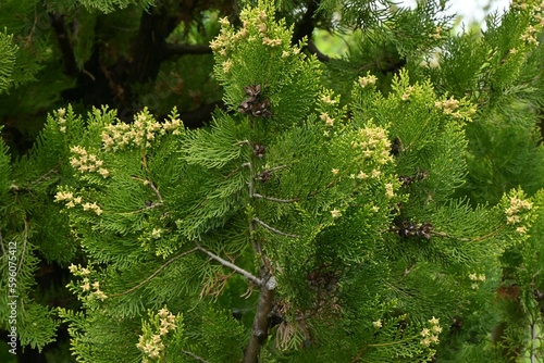 Platycladus orientalis 'Elegantissima' female flowers. Cupressaceae evergreen conifers. The flowers are dioecious and bloom from March to April. photo