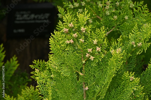 Platycladus orientalis 'Elegantissima' female flowers. Cupressaceae evergreen conifers. The flowers are dioecious and bloom from March to April. photo