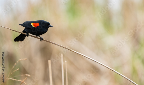 Red Wing Black Bird in Swamp During Spring