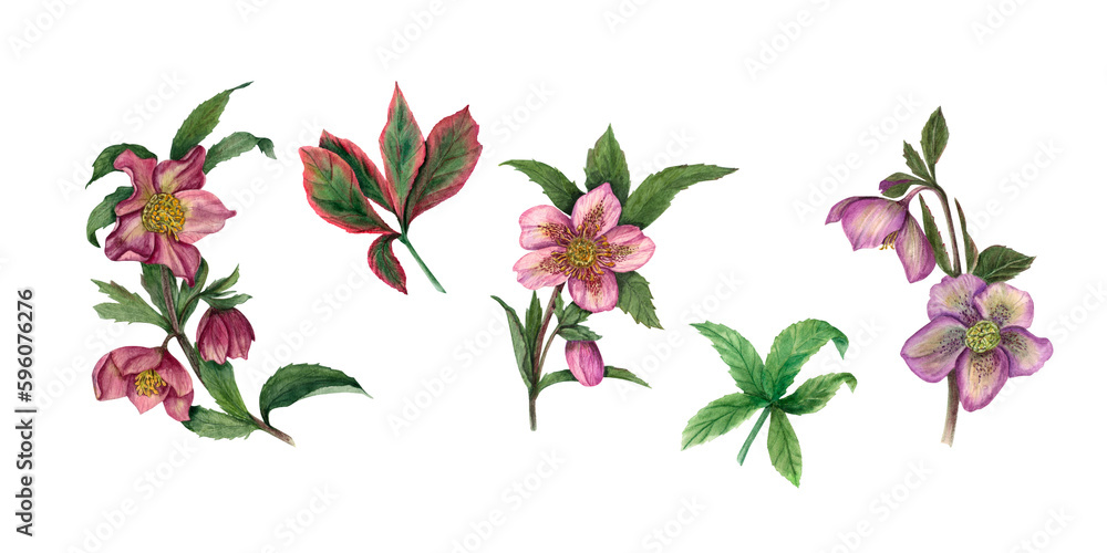 Set of watercolor hellebores isolated on white background. Illustration for Valentine's day, wedding invitation, birthday and mother’s day cards, prints and different decorations.