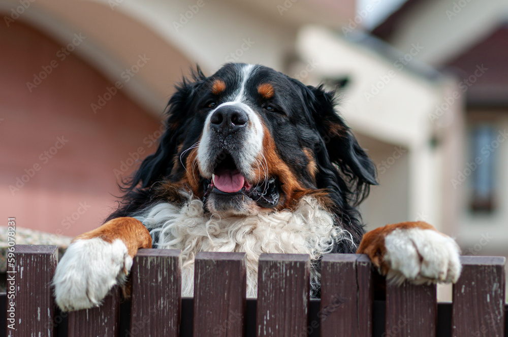 Bernese mountain dog leaning against a wooden fence in front of the house.