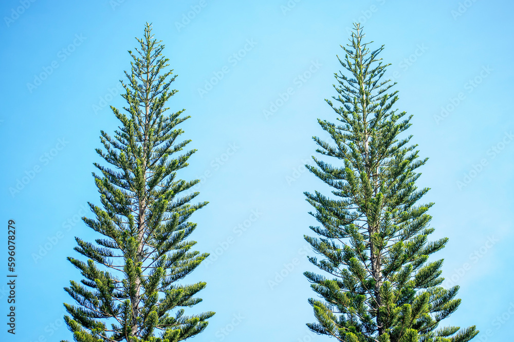 Fototapeta premium pine tree branches