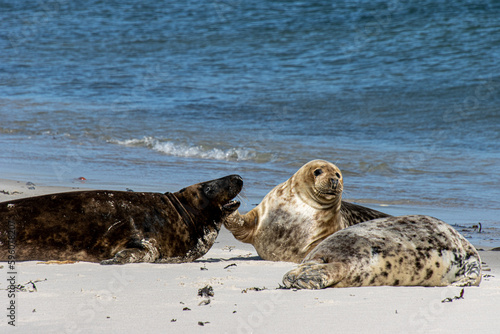 Robben und Seehunde zum Fellwechsel am Strand der Düne Helgoland © Spth
