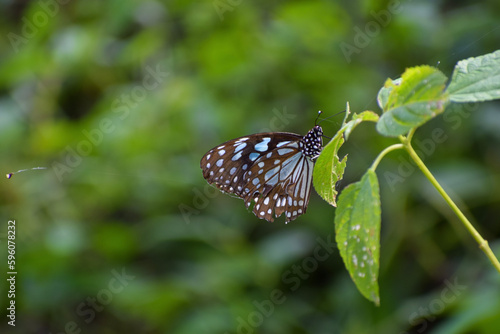 butterfly on leaf © TamizhMilton