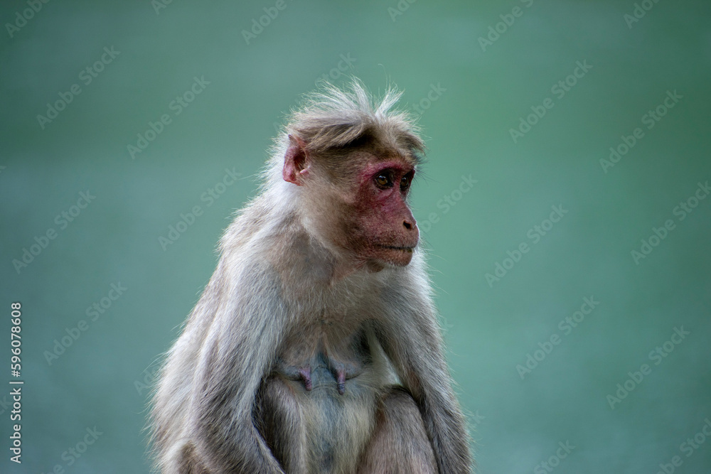 Obraz premium close up of a macaque