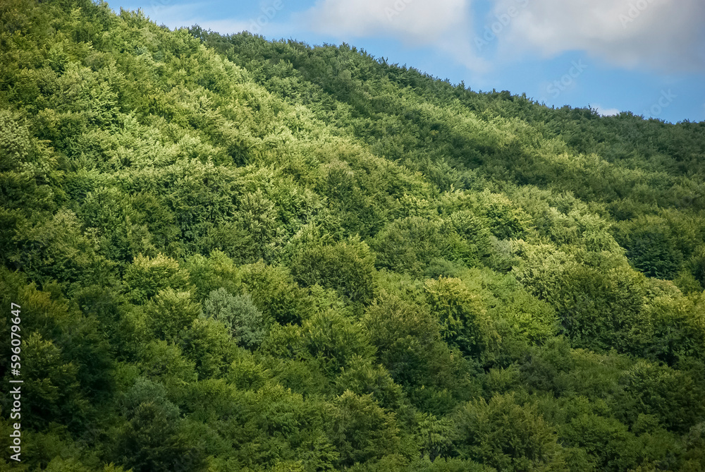 góra pokryta zielonym lasem w  lecie podczas słonecznej  pogody.
