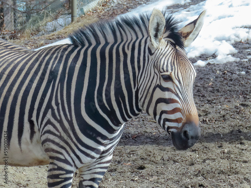 An African Zebra equines with distinctive black-and-white striped coat.