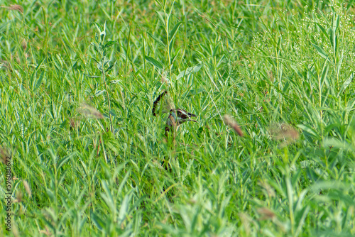bird on the grass