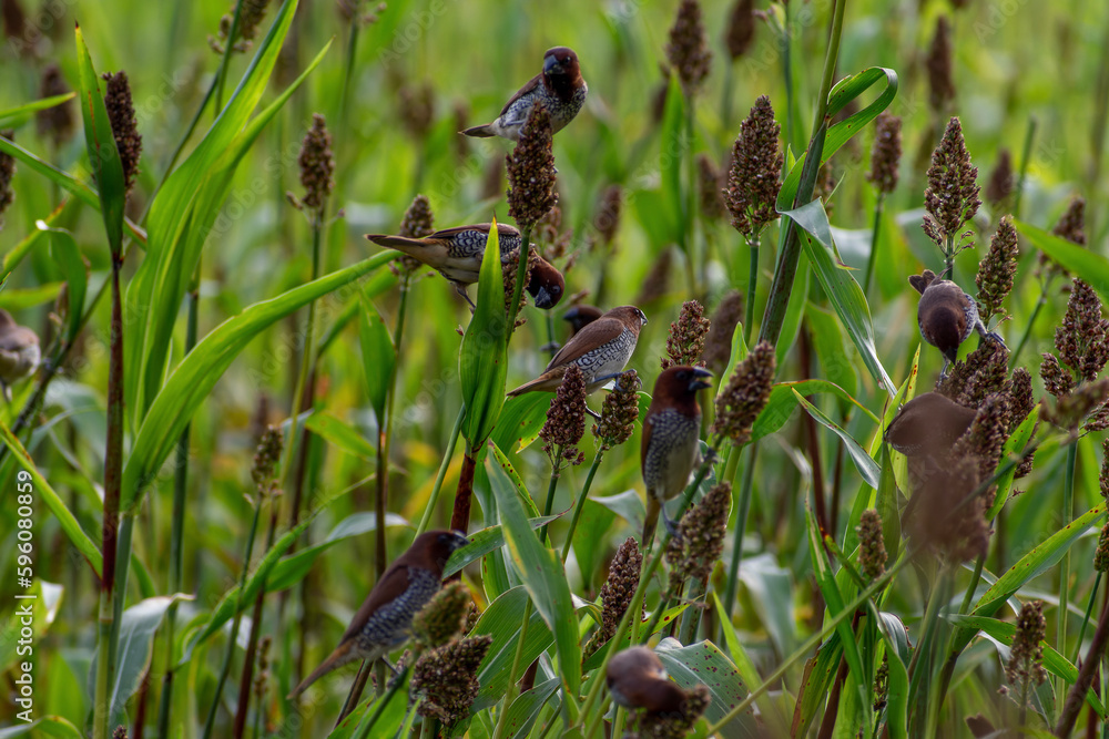 dragonfly on the grass dragonfly on the grass