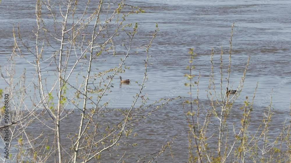 A wild mallard duck swims on . The male and female are two wild ducks. High quality 4k footage A wild mallard duck swims on . The male and female are two wild ducks. High quality 4k footage
