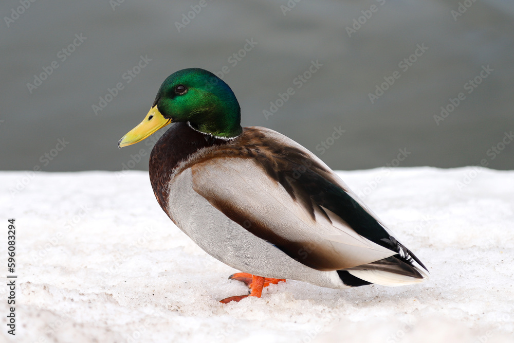 Obraz premium A male mallard duck walking on snow near the water
