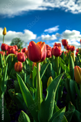 red tulips against sky