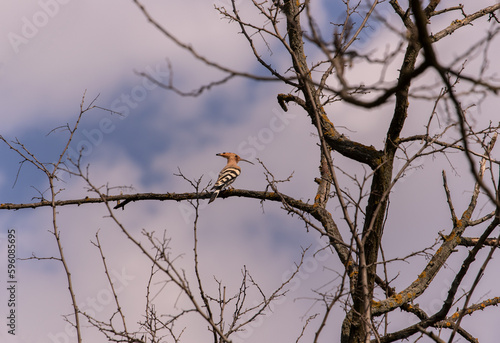 Beautiful europian hoopoe  Upupa epops  posing on branch 