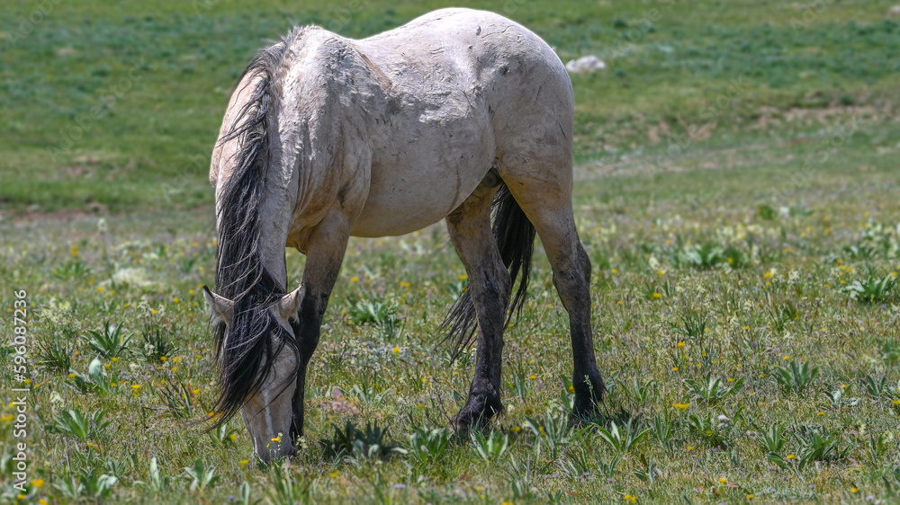 Wild horse in the pryor mountains Wild horse in the pryor mountains