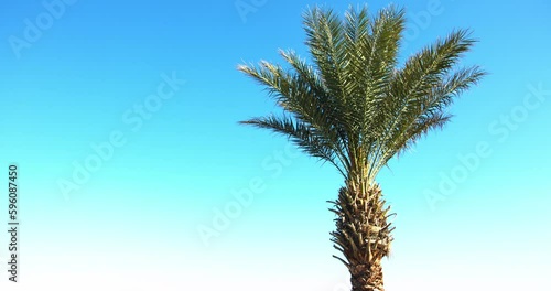 palm tree and beautiful sky