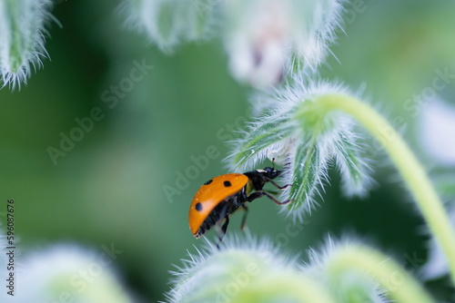 Macro of a ladybug in nature