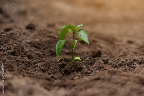 Planting green young seedling of plant pepper in a brown soil. Young fresh sprout in greenhouse or outdoors. Spring garden activity. Concept of agriculture, gardening. Copy space pace, macro, close up
