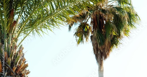 palm tree and beautiful sky