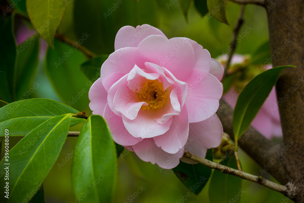 Obraz premium A pink camellia flower bud blooms on an evergreen shrub in spring garden. One flower on a twig brunch among fresh green leaves Camellia sinensis, used to make tea. Floral postcard. Floriculture.