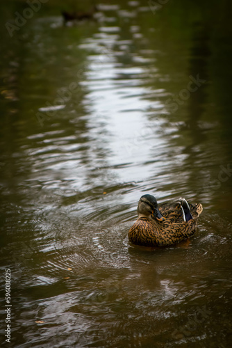 Single duck in water in Greenville, SC