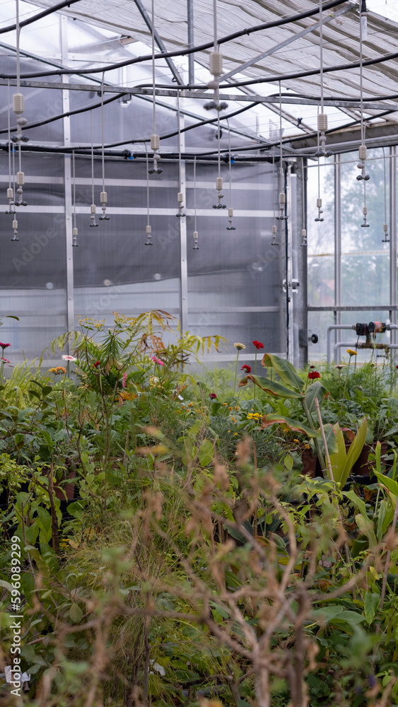 flowers grown in the greenhouse