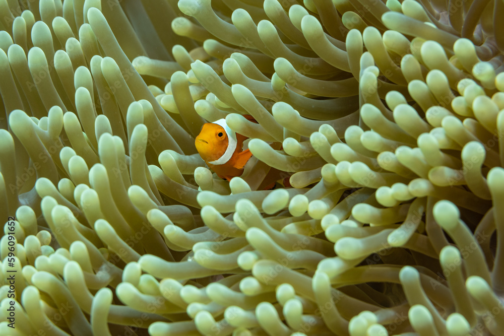Clown Fish in Anemone Home Clown Fish in Anemone Home